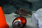 Altolamprologus calvus Black Zair