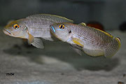 Lamprologus