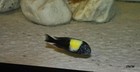 Tropheus Maswa