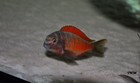 Tropheus Maswa