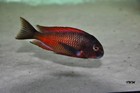 Tropheus Moliro