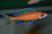 Paracyprichromis