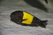Tropheus